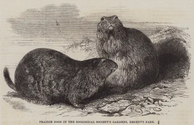 Cães da pradaria nos jardins da Sociedade Zoológica, Regent&39;s Park